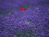 red-flower-in-lavender-field-bo2q3luzfj8uvm03