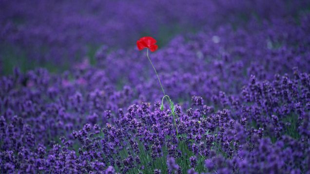 red-flower-in-lavender-field-bo2q3luzfj8uvm03